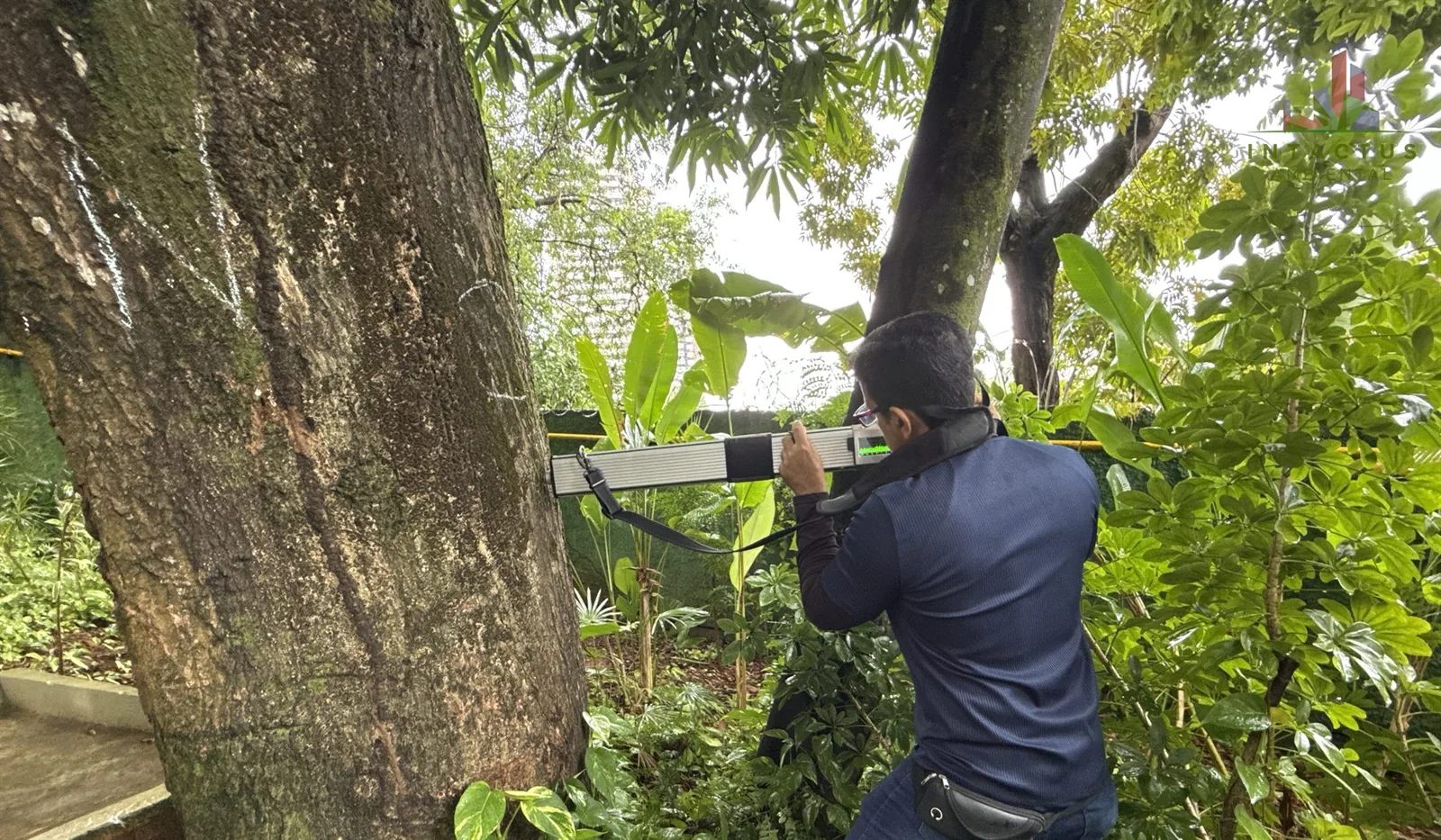 Profissional realiza penetrografia no tronco durante avaliação de uma árvore