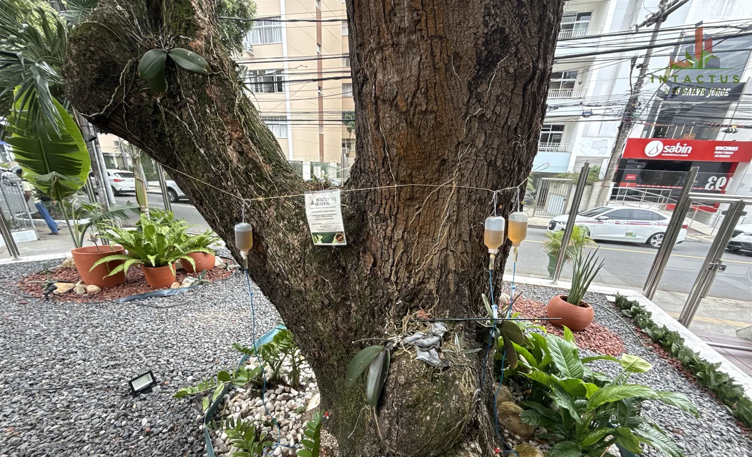 Sistema de aplicação de endoterapia conectado ao tronco de uma árvore urbana