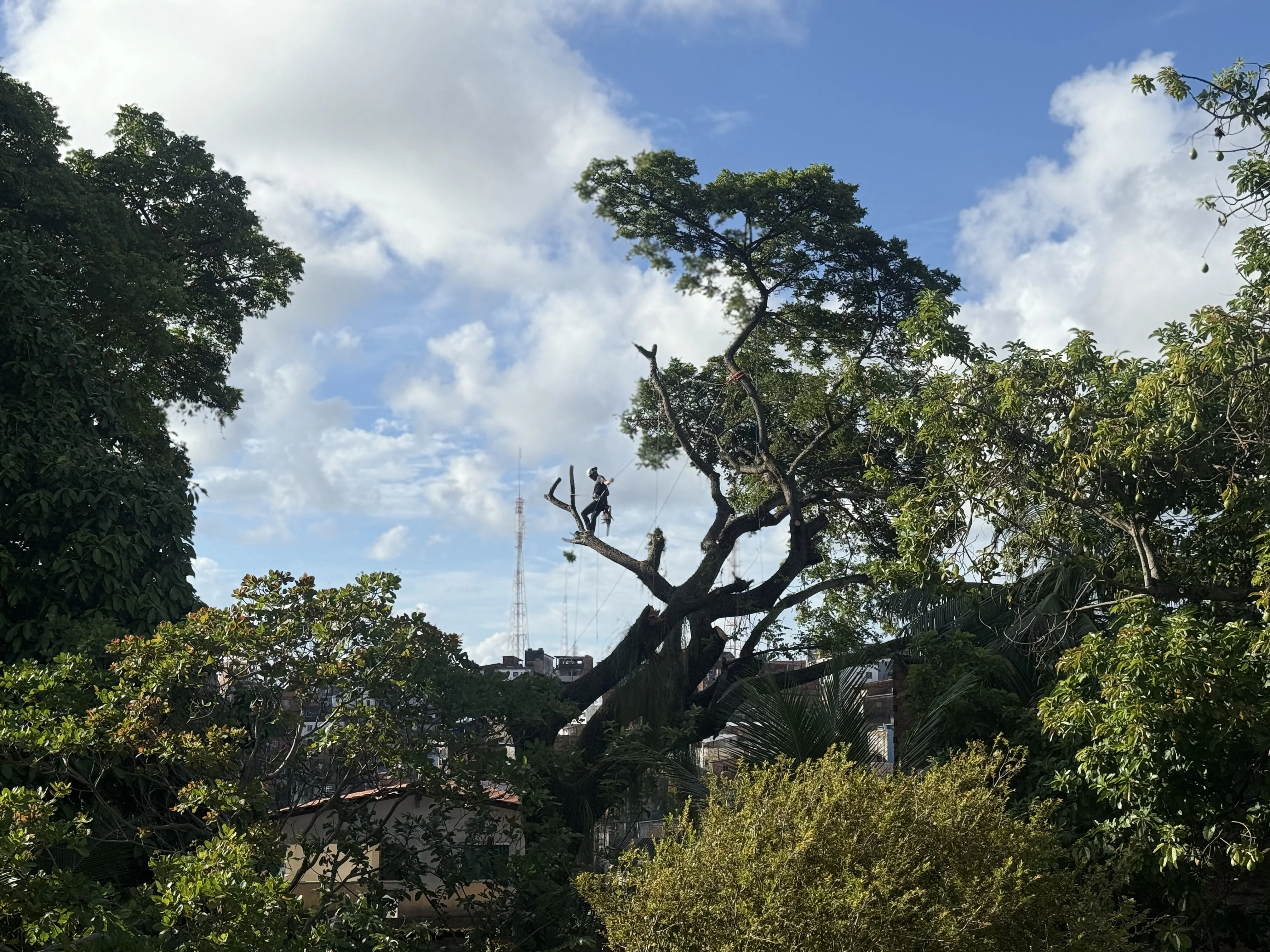 Arborista realiza manejo de árvore urbana com apoio de cordas